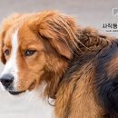 사직동물의료센터 이미지