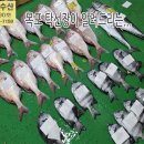 10월 18일(판매 생선) 자연산회(참돔,돌돔,삼치), 참조기(160미,바라조기),먹갈치,풀치,병어,민어,갯장어,잡어,간재미,냉동활꽃 이미지