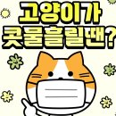 284. 고양이 콧물 원인! 이미지