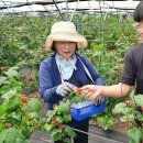 “이상고온 피해라” 산으로 가는 산딸기-수박밭 이미지