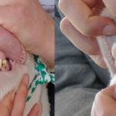 도담가축병원 이미지