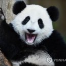 판다 이미지