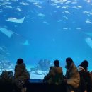 아쿠아리움 이미지