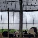 예지목장 이미지