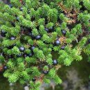 나무가 들려주는 환경이야기 이미지