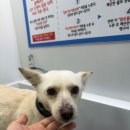 버블버블 애견샵 | 장항동애견미용 믿고 맡길 수 있는 애견미용샵 버블펫