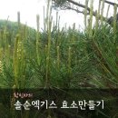 소나무순(솔순) 의 효능 과 복용방법 이미지