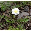 지리산민들레 이미지