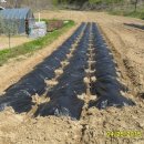 고구마 당구장 이미지