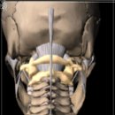 척추편한세상 이미지