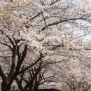 소금정공원 | 단양 벚꽃 명소 추천 소금정 정원, 사람 적은 숨은 명소