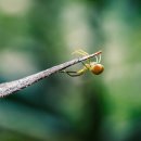 거미대문 이미지