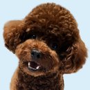 꼬맹이네 멍발소 이미지