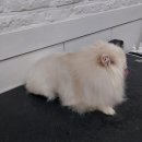 너랑나랑 행복하개 이미지