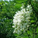 물안개피는 들꽃나루 이미지