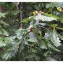 형제금방 이미지