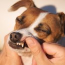 더봄동물병원 이미지