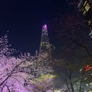 서울미용원 - 당진시 | 2026 석촌호수 벚꽃축제 야경 후기 | 롯데타워 밤벚꽃 감성
