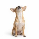 플레이 바우 이미지