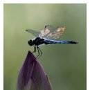 빛이 날개 이미지