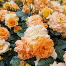 여월동공영주차장 이미지