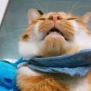 허브덴탈 이미지