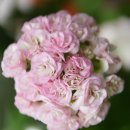 아리위드 이미지