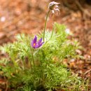 난쟁이 가든(Dwarf Garden)에 핀 꽃들.. 이미지