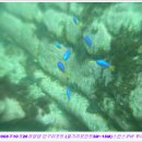 인구 리조트 이미지