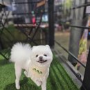 알팀도그
