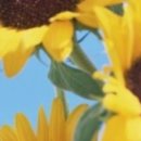 알파덴탈 이미지