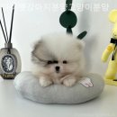 마이펫 강아지분양 고양이분양 대구점 이미지