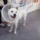 한사랑동물병원 이미지