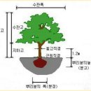 흉고직경 및 근원직경 이미지