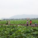 무안백련지 연꽃 & 장흥 소고기삼합여행 이미지