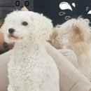 뉴욕도그랜드 이미지