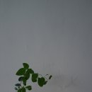 수경이네 세탁소 이미지