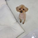 도그룸 (DO GROOM) 이미지
