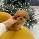 행복한강아지 이미지