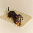 도그엔젤 이미지