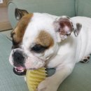 유니펫마트 이미지