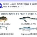 안참치 이미지