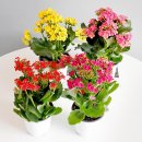 장수화(長壽花) 칼랑코에(Kalanchoe, 계조삼칠 鷄爪三七) 키우기 이미지