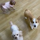 어썸 강아지 호텔 & 목욕 이미지