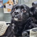 서울햇빛동물병원 이미지