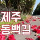 신흥2리(동백마을)농촌체험휴양마을 | 제주 봄의 동백길 수망리, 신흥 2리 동백마을 동백숲