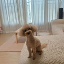 감성그루밍 이미지