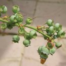 블루베리 재배법 이미지