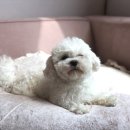 메르시 동물병원 이미지