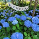 고래정원 티스토리